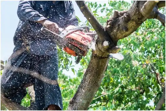 tree services Ivy